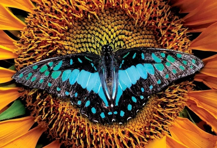 Interdruk puzzle Šarena priroda: Leptir 250 dijelova