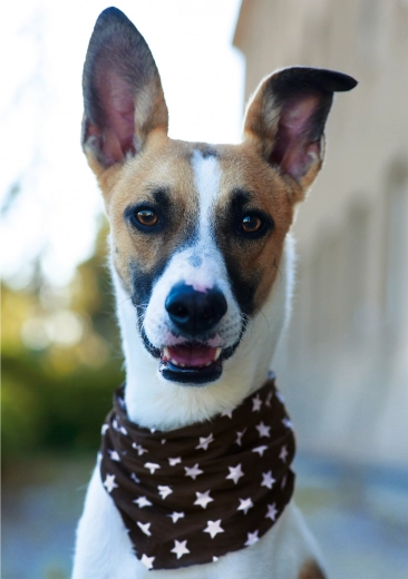 Vrhunska kvaliteta izrade