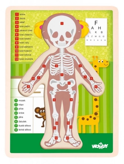 Woody drvene obostrane puzzle ljudsko tijelo - djevojčica