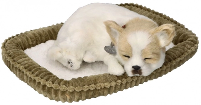 Hrčuće štene Chihuahua