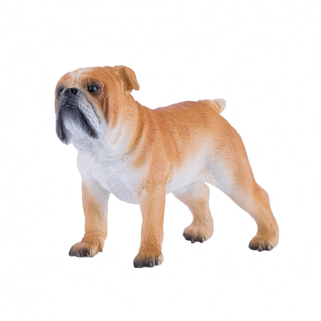 Mojo Engleski buldog