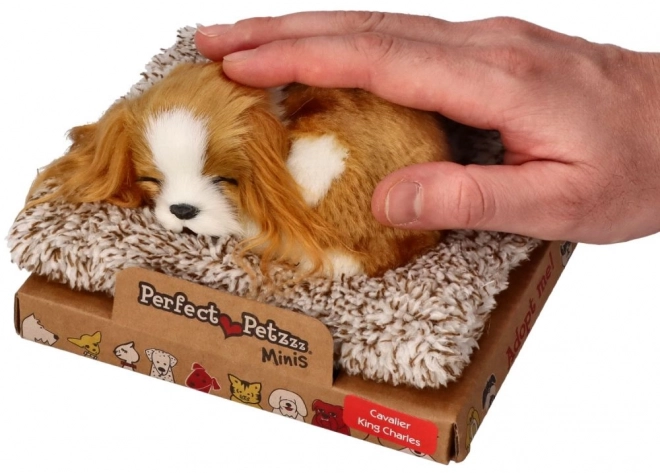 Spavajuće štene Cavalier King Charles Perfect Petzzz