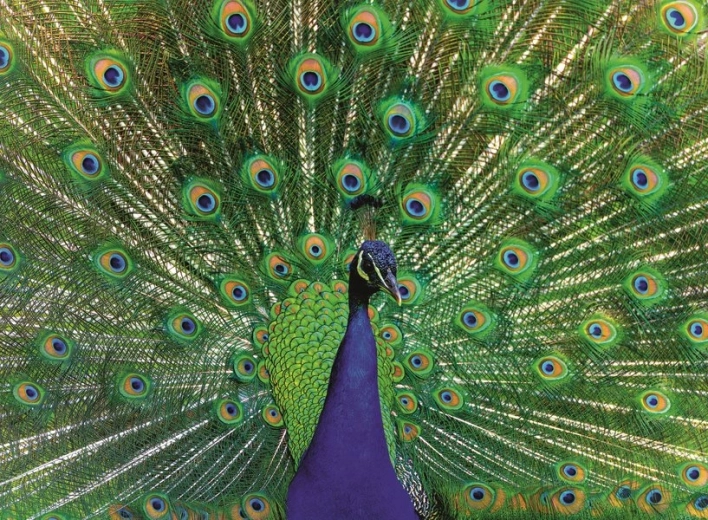 Puzzle RAVENSBURGER veličanstveni paun 500 dijelova