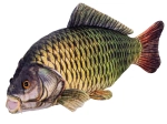 Plišani šaran 52 cm