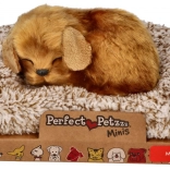 Mali psić Perfect Petzzz