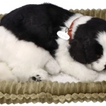 Dišuće štene border kolija za udomljavanje