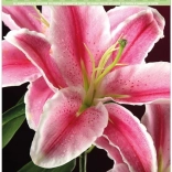 Dijamantno slikanje na kartonu – ljiljan 21 × 29 cm