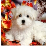 Dijamantno slikanje – bijelo štene 30 × 40 cm