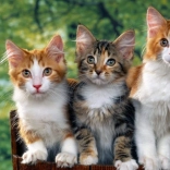 Norimpex Dijamantno Slikanje Mačke 30x40 cm