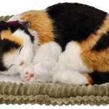 Dišući trikolorni mačić na ležaju