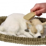 Hrkajuće štene Chihuahua