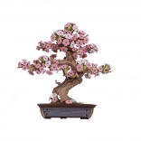 drvena 3D slagalica bonsai sakura