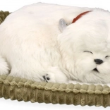 Udomi malteškog štenca PERFECT PETZZZ