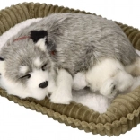 Dišuće štene aljaški haski