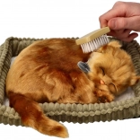 Adopcijski set mačić turska angora