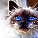 Dijamantno slikanje Mačka magija 30 × 40 cm