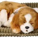 Dišuće štene Cavalier