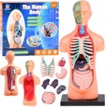 Edukativni model ljudskog tijela s izvadivim organima, mini 15 cm