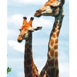 Set bojica 6 kom Koh-i-noor